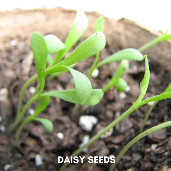 Green_Paradise_Daisy_Flowers_Imp_Seeds_Pack_Default_Title
