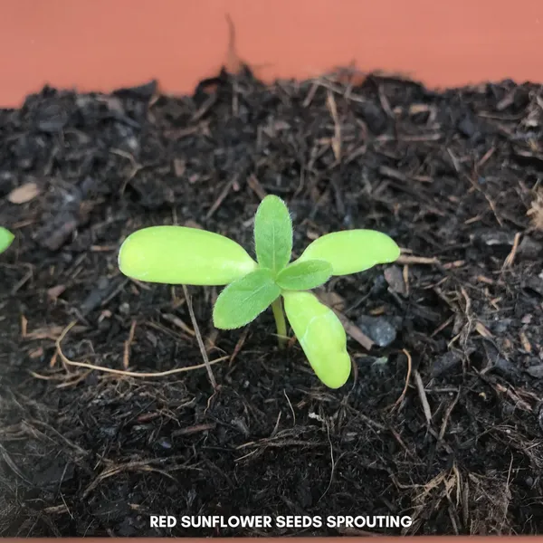 Green_Paradise_Red_Sunflower_Improved_Seeds_Pack_Default_Title