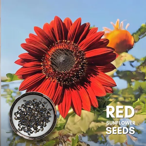 Green_Paradise_Red_Sunflower_Improved_Seeds_Pack_Default_Title