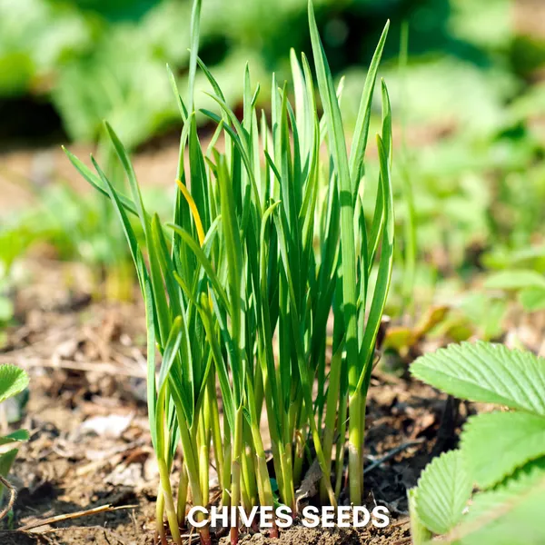 Green_Paradise_Chives_Imp_Herbs_Seeds_Pack_Default_Title
