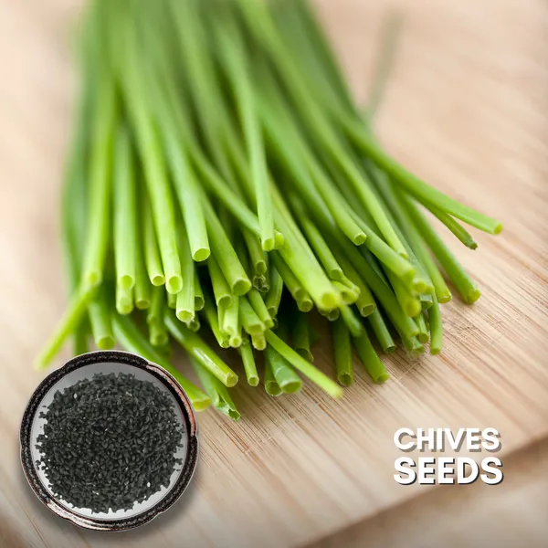 Green_Paradise_Chives_Imp_Herbs_Seeds_Pack_Default_Title