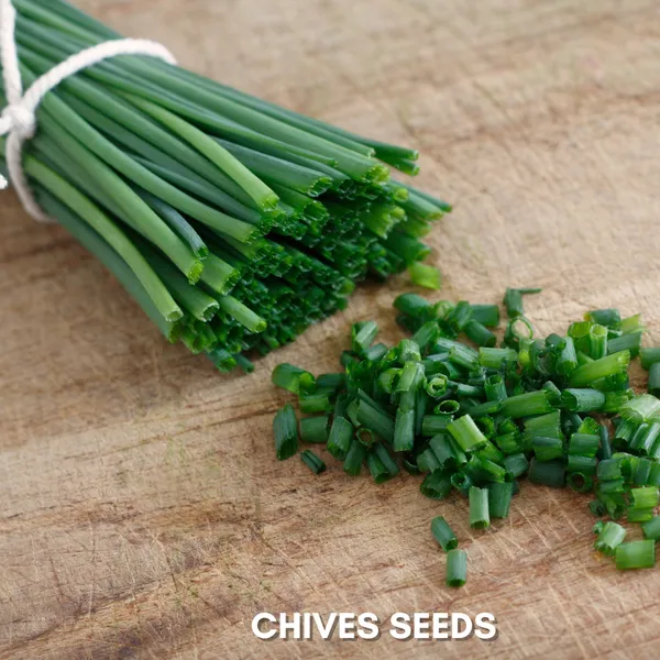 Green_Paradise_Chives_Imp_Herbs_Seeds_Pack_Default_Title