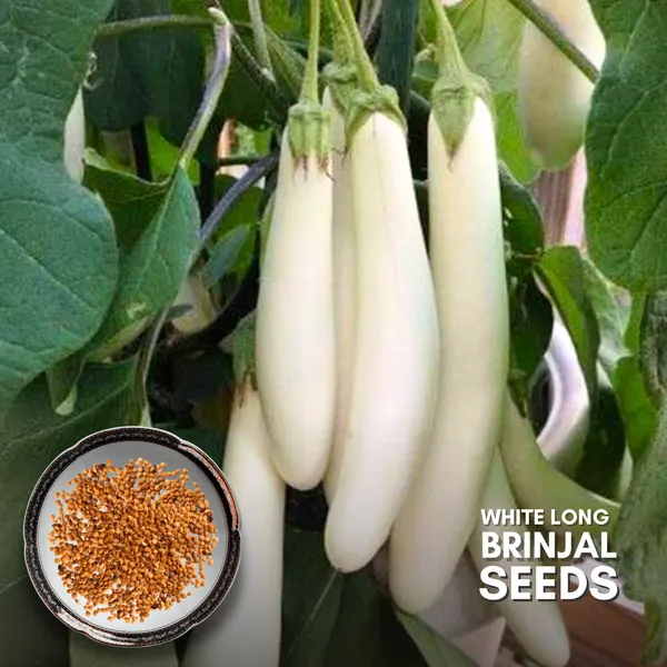 Green_Paradise_White_Long_Brinjal_F1_Hybrid_Seeds_Pack_Default_Title