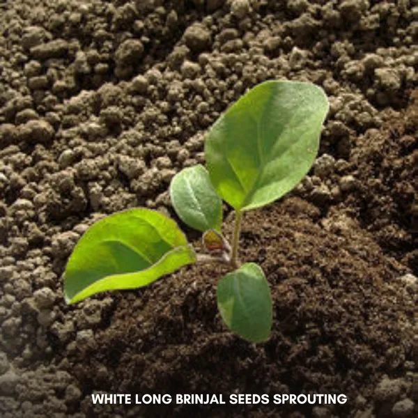Green_Paradise_White_Long_Brinjal_F1_Hybrid_Seeds_Pack_Default_Title
