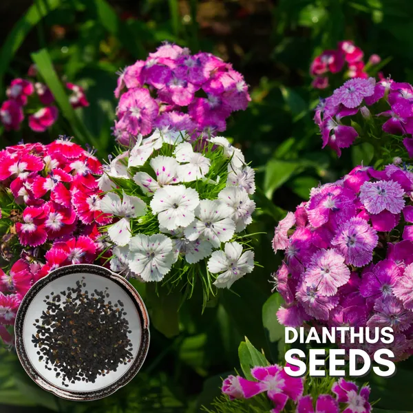 Green_Paradise_Dianthus_Flower_Improved_Seeds_Pack_Default_Title
