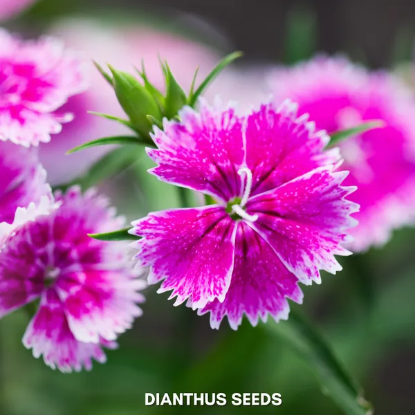 Green_Paradise_Dianthus_Flower_Improved_Seeds_Pack_Default_Title