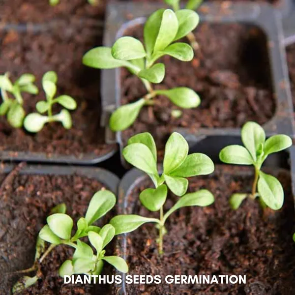 Green_Paradise_Dianthus_Flower_Improved_Seeds_Pack_Default_Title