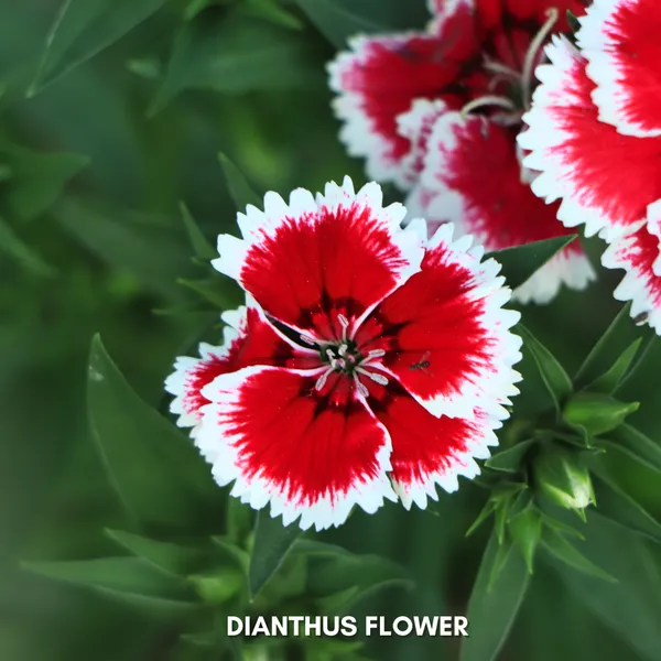 Green_Paradise_Dianthus_Flower_Improved_Seeds_Pack_Default_Title