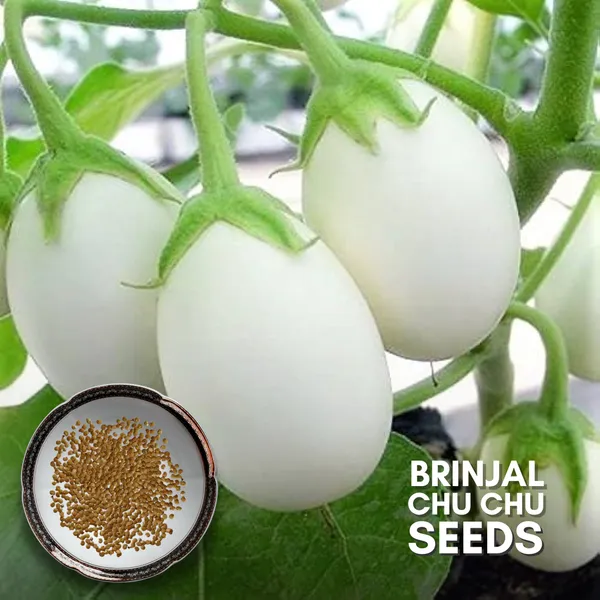 Green_Paradise_Brinjal_Chu_Chu_F1_Hybrid_Seeds_Pack_Default_Title