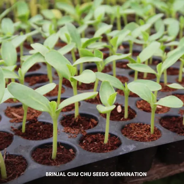 Green_Paradise_Brinjal_Chu_Chu_F1_Hybrid_Seeds_Pack_Default_Title