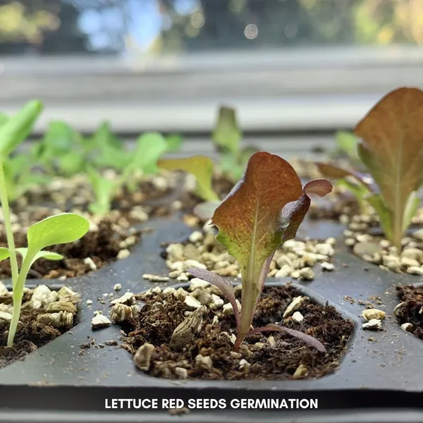 Green_Paradise_Lettuce_Red_F1_Hybrid_Seeds_Pack_Default_Title