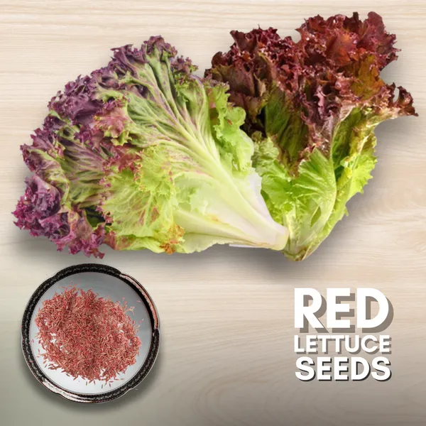 Green_Paradise_Lettuce_Red_F1_Hybrid_Seeds_Pack_Default_Title