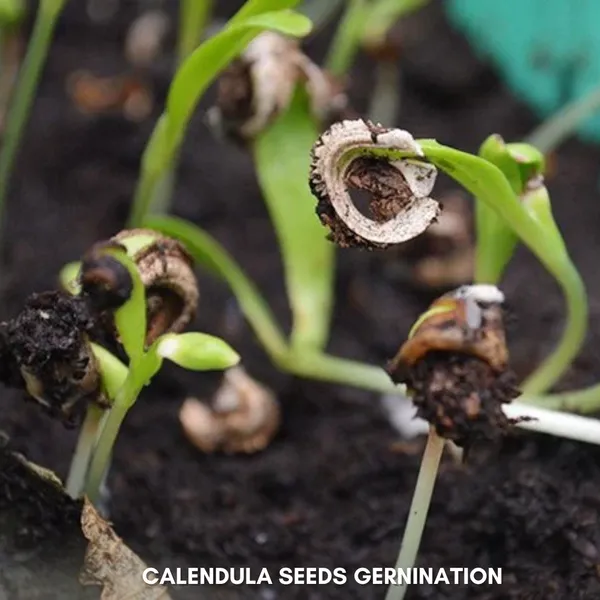 Green_Paradise_Calendula_Mix_Improved_Seeds_Pack_Default_Title