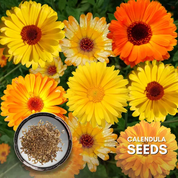 Green_Paradise_Calendula_Mix_Improved_Seeds_Pack_Default_Title