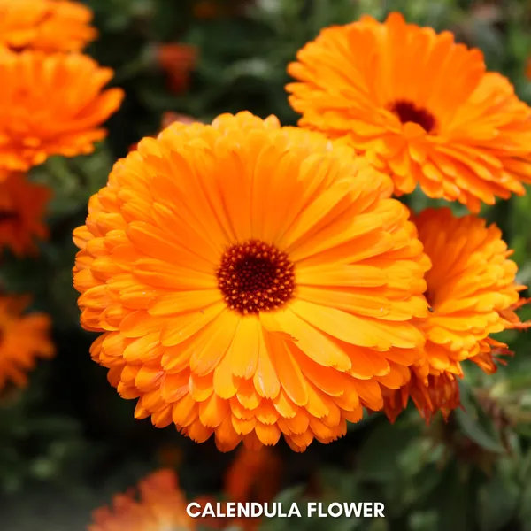 Green_Paradise_Calendula_Mix_Improved_Seeds_Pack_Default_Title