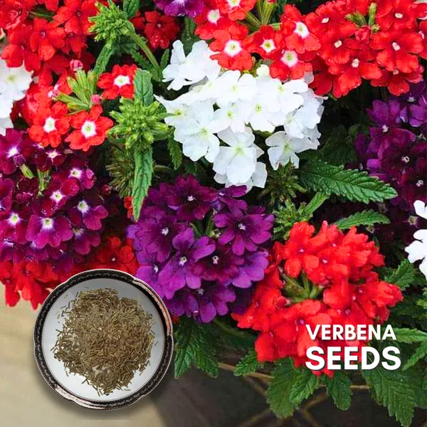 Green_Paradise_Verbena_F1_Hybrid_Seeds_Pack_Default_Title