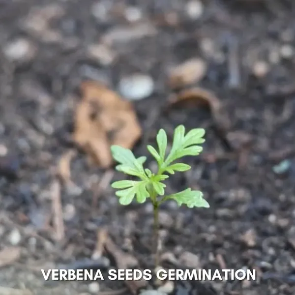 Green_Paradise_Verbena_F1_Hybrid_Seeds_Pack_Default_Title