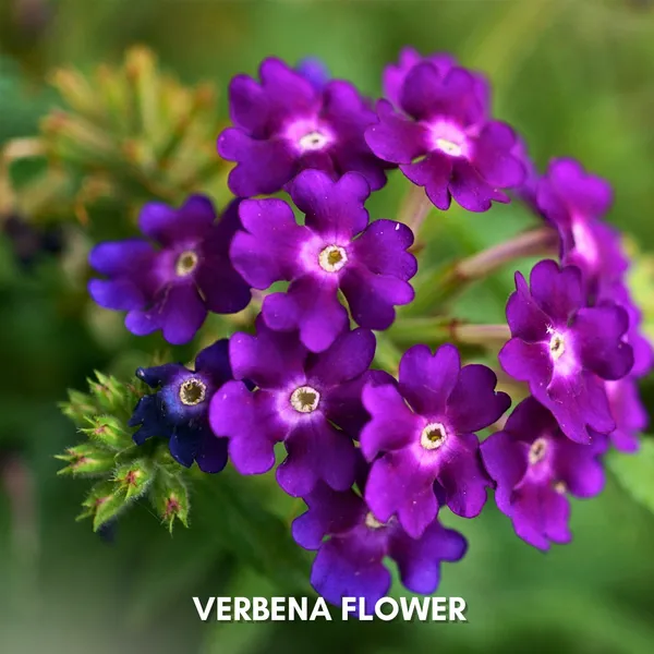 Green_Paradise_Verbena_F1_Hybrid_Seeds_Pack_Default_Title
