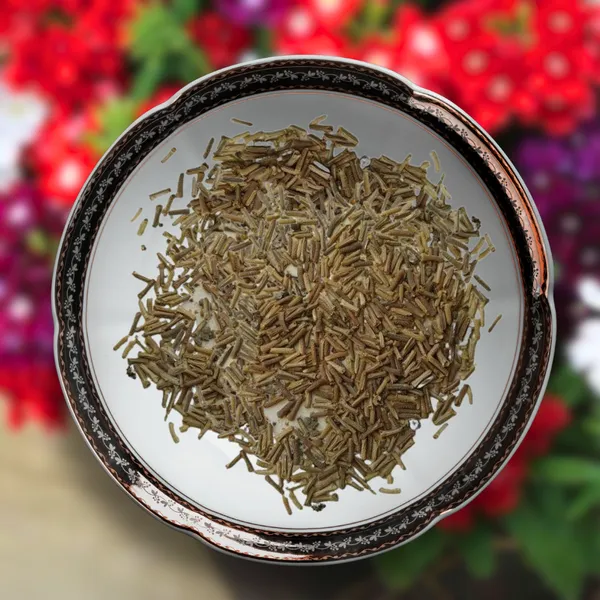 Green_Paradise_Verbena_F1_Hybrid_Seeds_Pack_Default_Title