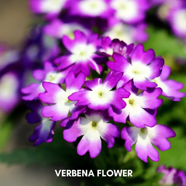 Green_Paradise_Verbena_F1_Hybrid_Seeds_Pack_Default_Title