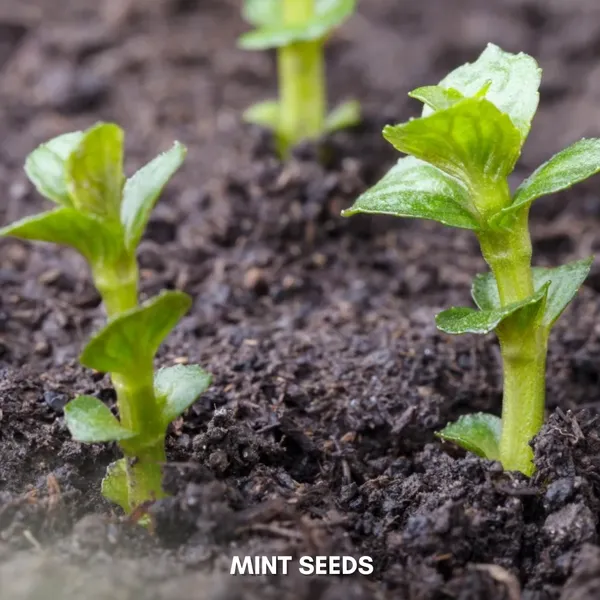 Green_Paradise_Mint_Imp_Herbs_Seeds_Pack_Default_Title