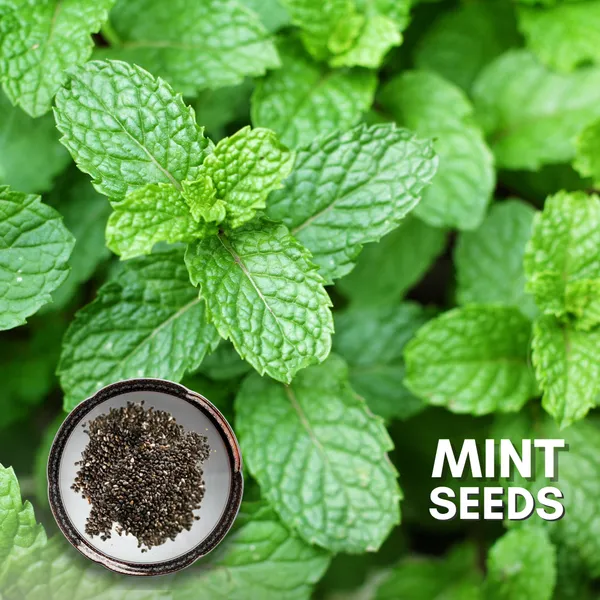 Green_Paradise_Mint_Imp_Herbs_Seeds_Pack_Default_Title