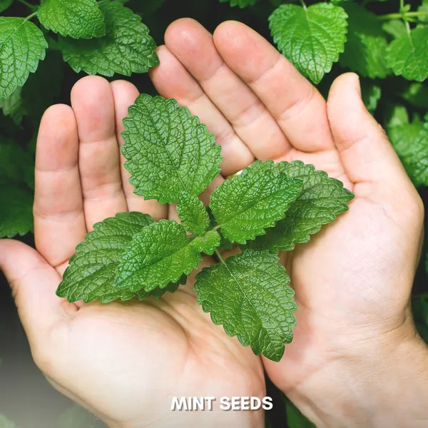 Green_Paradise_Mint_Imp_Herbs_Seeds_Pack_Default_Title