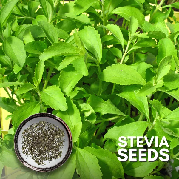 Green_Paradise_Stevia_Imp_Herbs_Seeds_Pack_Default_Title