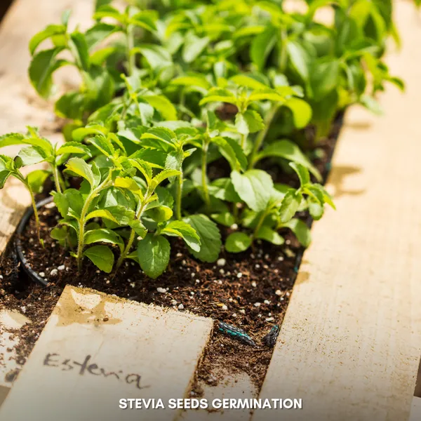 Green_Paradise_Stevia_Imp_Herbs_Seeds_Pack_Default_Title