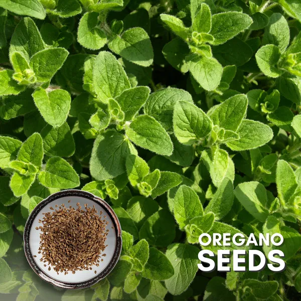 Green_Paradise_Oregano_Herbs_Seeds_Pack_Default_Title