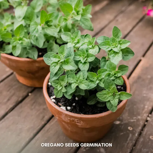 Green_Paradise_Oregano_Herbs_Seeds_Pack_Default_Title