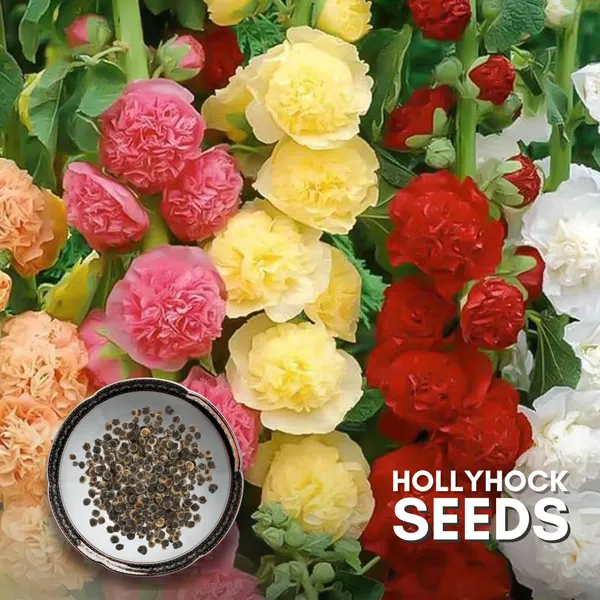 Green_Paradise_Hollyhock_Flower_Improved_Seeds_Pack_Default_Title
