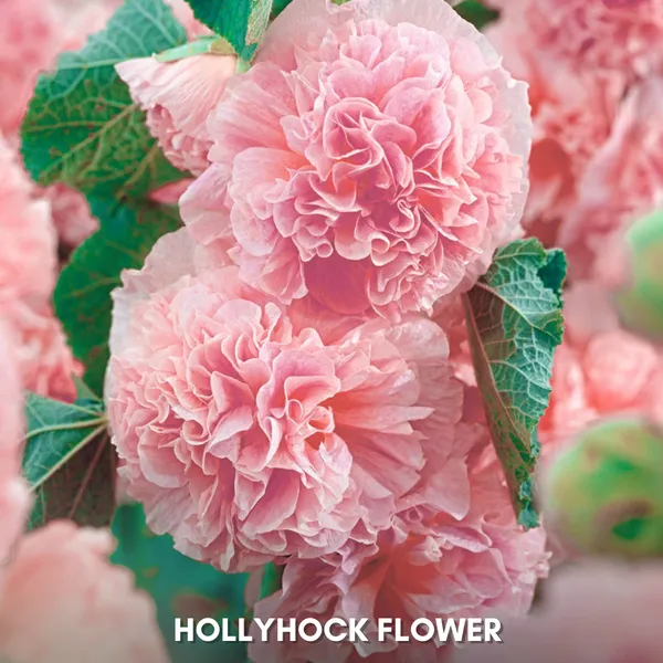 Green_Paradise_Hollyhock_Flower_Improved_Seeds_Pack_Default_Title
