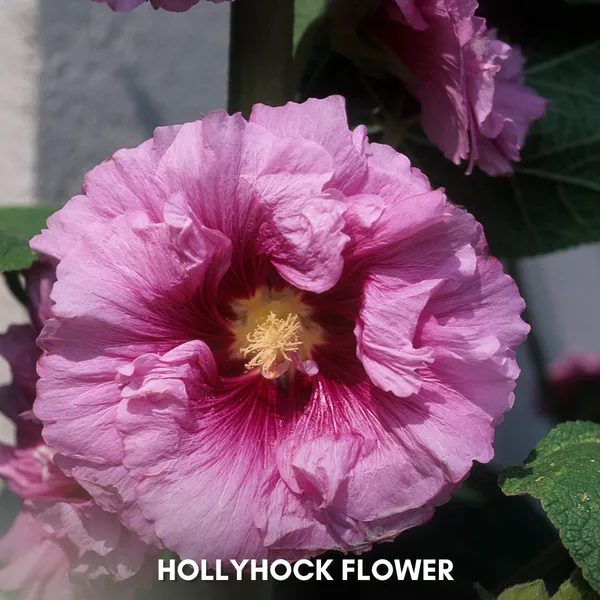 Green_Paradise_Hollyhock_Flower_Improved_Seeds_Pack_Default_Title