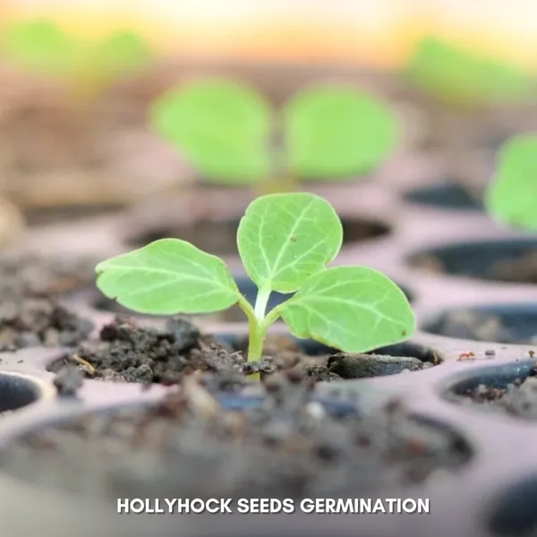 Green_Paradise_Hollyhock_Flower_Improved_Seeds_Pack_Default_Title