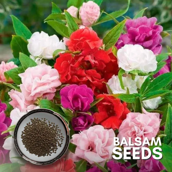 Green_Paradise_Balsam_Flower_Improved_Seeds_Pack_Default_Title