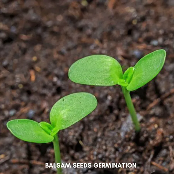 Green_Paradise_Balsam_Flower_Improved_Seeds_Pack_Default_Title