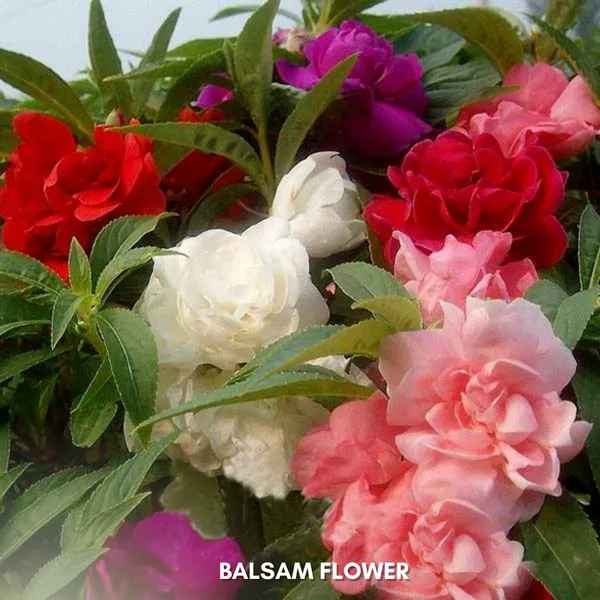 Green_Paradise_Balsam_Flower_Improved_Seeds_Pack_Default_Title