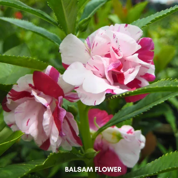 Green_Paradise_Balsam_Flower_Improved_Seeds_Pack_Default_Title