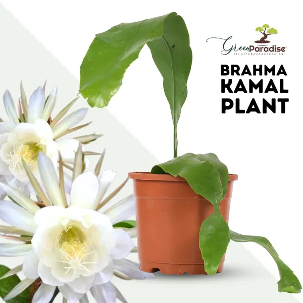 Brahma_Kamal_Live_Plant_Single