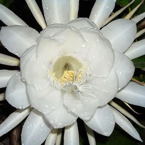 Brahma_Kamal_Live_Plant_Single