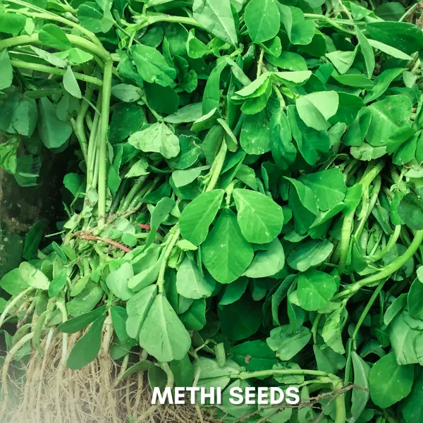 Green_Paradise_Methi_Seeds_Pack_Default_Title