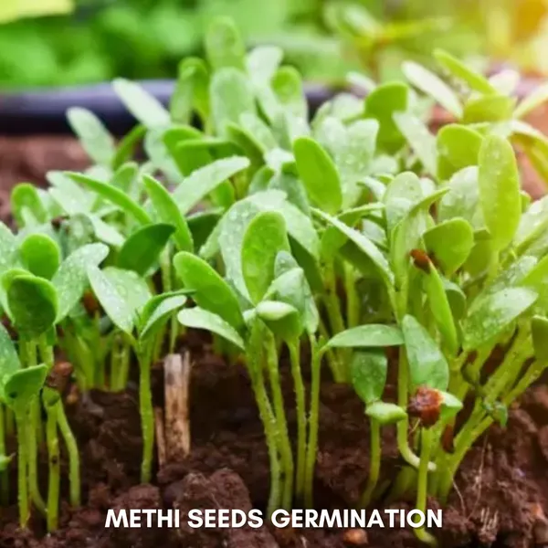 Green_Paradise_Methi_Seeds_Pack_Default_Title