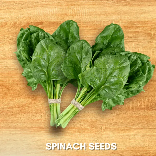 Green_Paradise_Spinach_Palak_Seeds_Pack_Default_Title
