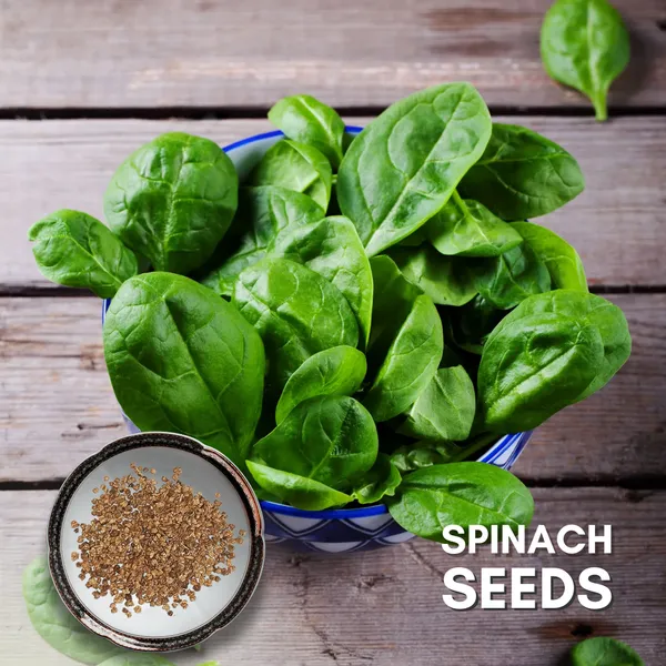 Green_Paradise_Spinach_Palak_Seeds_Pack_Default_Title