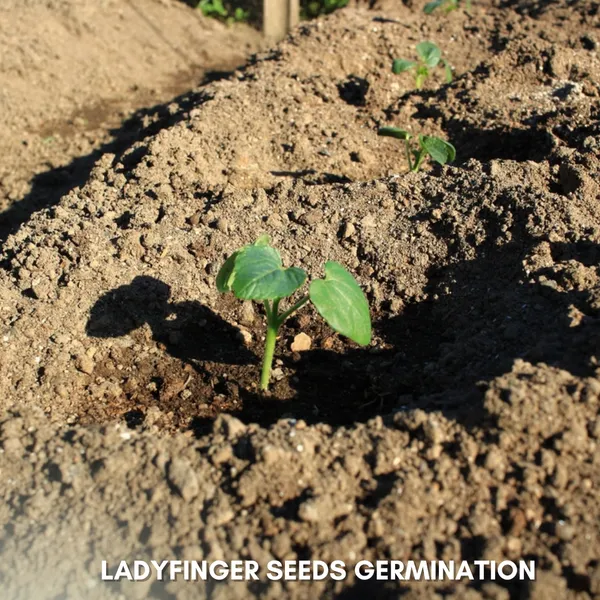 Green_Paradise_Ladyfinger_Bhindi_Seeds_Pack_Default_Title