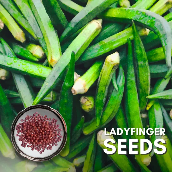 Green_Paradise_Ladyfinger_Bhindi_Seeds_Pack_Default_Title