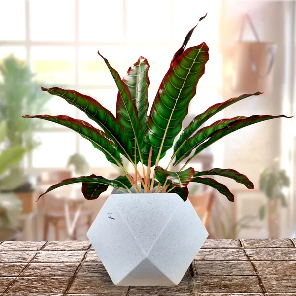 Green_Paradise_Diamond_Roto_Molded_High_Qaulity_Premium_Planter_Default_Title
