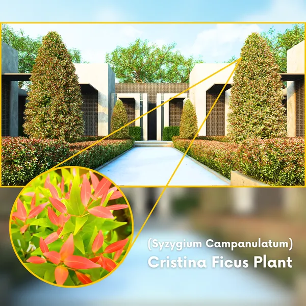 Green_Paradise_Cristina_Syzygium_Campanulatum_Healthy_Live_Plant_Default_Title