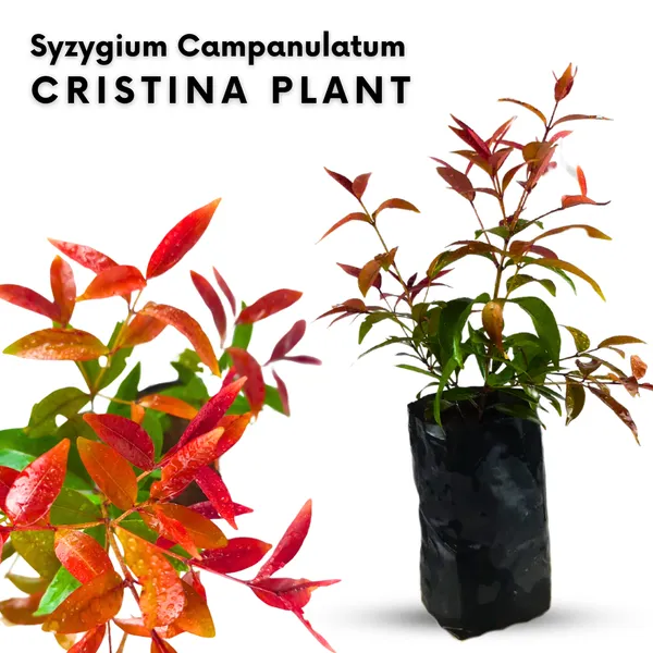 Green_Paradise_Cristina_Syzygium_Campanulatum_Healthy_Live_Plant_Default_Title